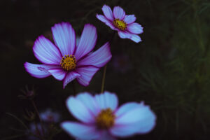 写真作品