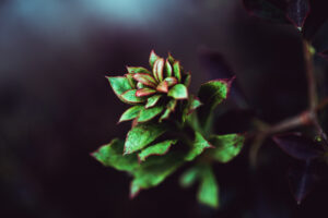 写真作品