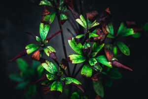 写真作品