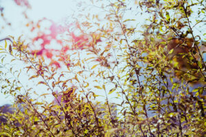 写真作品