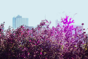 写真作品