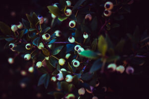 写真作品