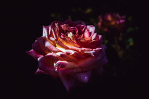 写真作品