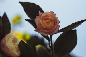 写真作品