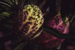 写真作品