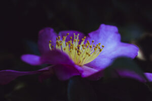 写真作品