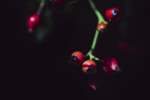 写真作品