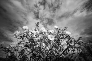 写真作品