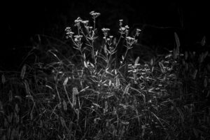 写真作品