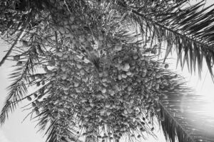 写真作品