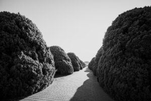 写真作品