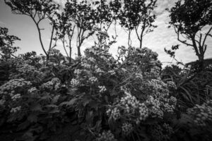 写真作品