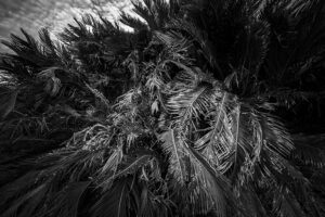 写真作品