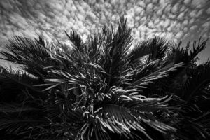 写真作品