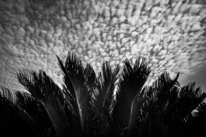 写真作品
