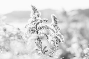 写真作品