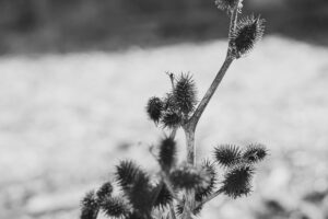 写真作品