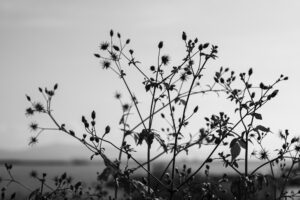 写真作品