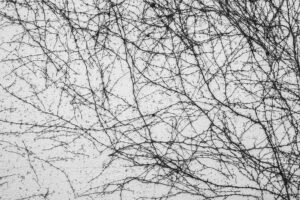 写真作品