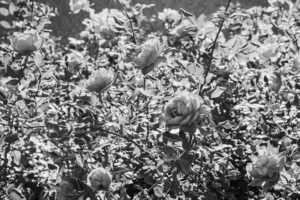 写真作品