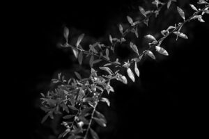 写真作品