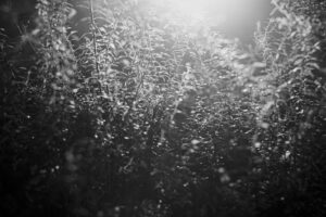 写真作品