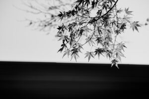 写真作品