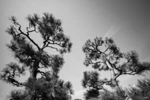 写真作品