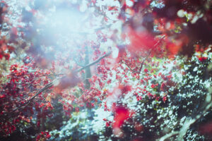 写真作品