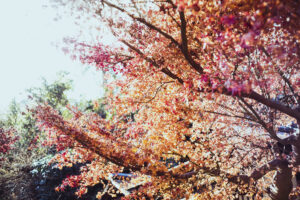 写真作品