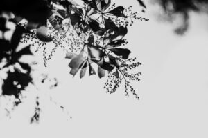 写真作品