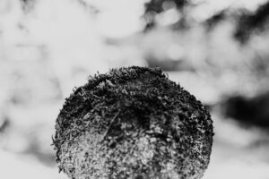 写真作品