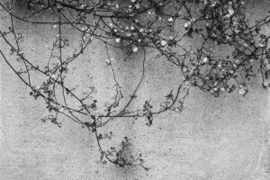 写真作品