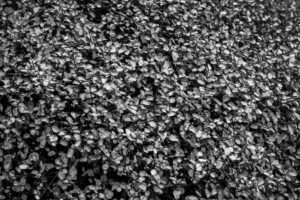 写真作品