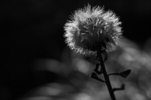 写真作品