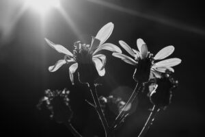 写真作品