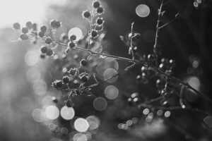 写真作品