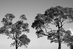 写真作品