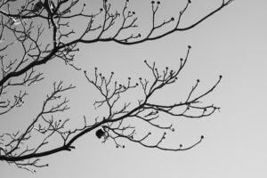 写真作品