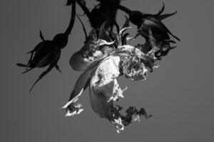 写真作品