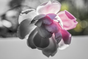 写真作品