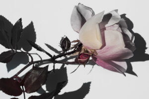 写真作品