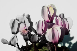 写真作品