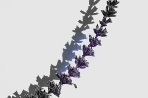 写真作品