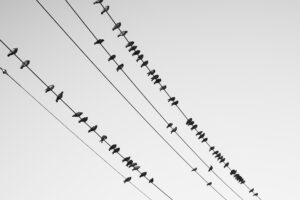 写真作品