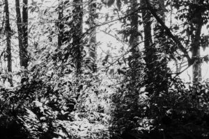 写真作品