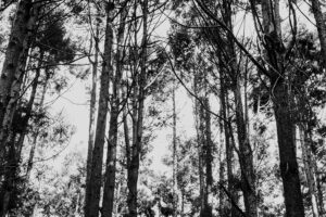 写真作品