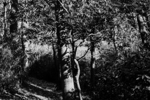 写真作品