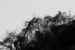写真作品