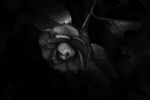 写真作品